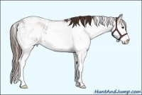 Horse Color:Liver Chestnut Sabino 