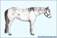 Horse Color:Liver Chestnut Sabino 