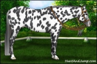 Horse Color:Blue Roan Appaloosa