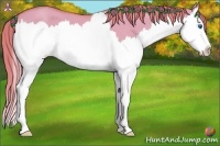 Horse Color:Watercolor Red Dun Splash