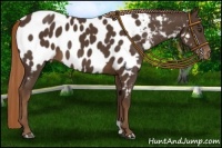 Horse Color:Liver Chestnut Near Leopard 