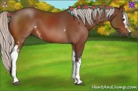 Horse Color:White Spotted Silver Bay 