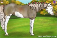 Horse Color:Chocolate Palomino Splash