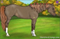 Horse Color:Liver Red Dun 
