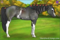 Horse Color:White Spotted Black 