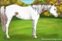 Horse Color:White Spotted Chestnut Splash Tobiano