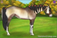 Horse Color:Bay Onyx Rabicano 