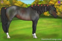 Horse Color:Brown Rabicano 