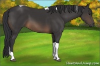 Horse Color:Buckskin Tobiano