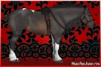 Horse Color:Buckskin Tobiano