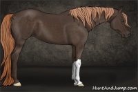 Horse Color:Liver Chestnut 