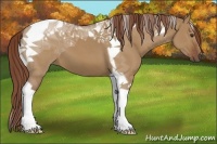 Horse Color:Red Dun Tobiano 