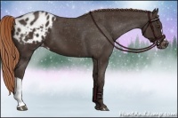 Horse Color:Liver Chestnut Appaloosa 