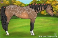 Horse Color:Buckskin Ice 