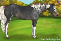 Horse Color:White Spotted Liver Chestnut Rabicano 