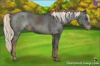 Horse Color:Liver Chestnut Appaloosa