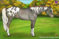 Horse Color:Liver Chestnut Appaloosa 