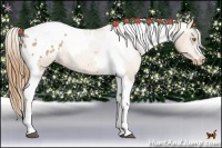 Horse Color:Chestnut Pearl Tobiano Appaloosa 