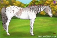 Horse Color:White Spotted Bay Appaloosa