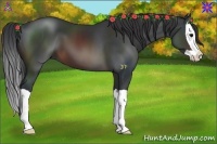 Horse Color:Brown Splash 