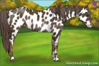Horse Color:Liver Chestnut Appaloosa Rabicano 