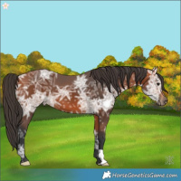 Horse Color:Bay Ice 