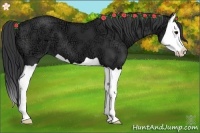 Horse Color:Black Ice Splash 