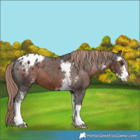 Horse Color:Liver Chestnut Sabino Appaloosa 