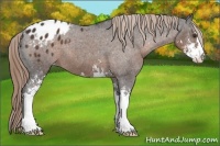 Horse Color:Liver Chestnut Sabino Appaloosa 