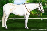 Horse Color:Palomino Appaloosa  and Smoky Black Appaloosa 