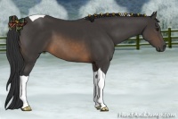 Horse Color:Buckskin Tobiano