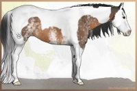 Horse Color:White Spotted Buckskin Splash Tobiano