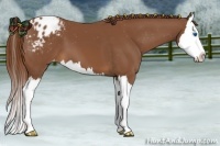 Horse Color:Chestnut Splash Appaloosa 