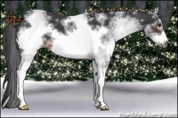 Horse Color:White Spotted Brown Roan Frame