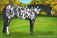Horse Color:Black  and Black Appaloosa 