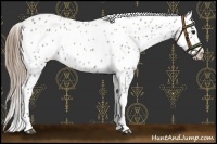 Horse Color:Smoky Grullo Leopard 