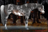 Horse Color:White Spotted Brown Roan Frame 