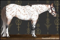 Horse Color:Bay Roan Splash Frame Near Leopard 