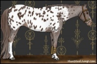 Horse Color:Liver Chestnut Near Leopard 