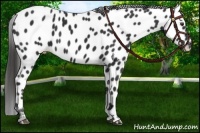 Horse Color:Liver Chestnut Appaloosa