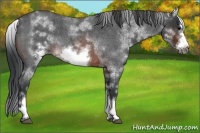 Horse Color:White Spotted Brown Roan Frame