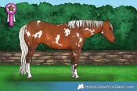 Horse Color:White Spotted Silver Brown 