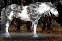 Horse Color:White Spotted Brown Roan Frame 