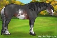 Horse Color:White Spotted Brown Roan Frame