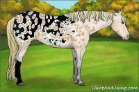 Horse Color:Painted Buckskin Appaloosa