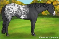 Horse Color:Black Ice Frame 