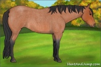 Horse Color:Bay Roan 