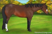 Horse Color:Bay 