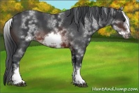 Horse Color:White Spotted Brown Roan Frame