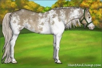 Horse Color:White Spotted Liver Red Dun Rabicano